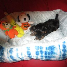 Girl 1 - Black and tan Yorkshire Terrier puppy in Killeen, Texas from K.I.S.S.