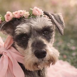 Miniature Schnauzers from Angela Kathleen Stout