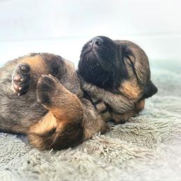 German Shepherd Puppies from vom Gannett