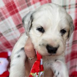 Blitzen - White and black male Dalmatian puppy in Bremen, Georgia from Clark’s Dalmatians
