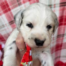 Blitzen - White and black male Dalmatian puppy in Bremen, Georgia from Clark’s Dalmatians