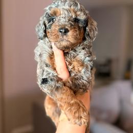 Toby - Merle male Goldendoodle puppy in Spring Hill, Florida from Parisian Puppies