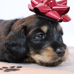 Red Boy - Dachshund puppy from Golden Creek Miniature Farm