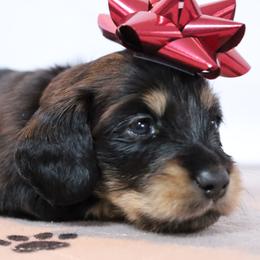 Red Boy - Dachshund puppy from Golden Creek Miniature Farm