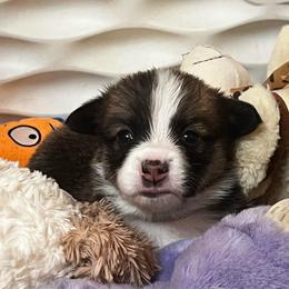 Boy 1 - Sable male Pembroke Welsh Corgi puppy in Sparta, New Jersey from CrestCottage Corgis