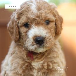 Leah - Parti female Goldendoodle puppy in Lawton, Oklahoma from Nova's Minidoodles