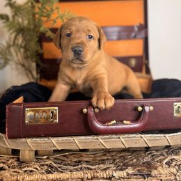 Patrick, 7th pick male - Yellow Labrador Retriever puppy in Rocky Top, Tennessee from Rocky Top Retrievers and Ranch
