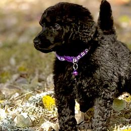 Poodles from Dreamland Standard Poodles