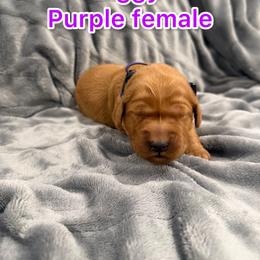 Purple - Golden female Golden Retriever puppy in Salt Lake City, Utah from Soaring golden retrievers