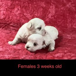 Maltese Puppies from Cozy  Maltese Puppies