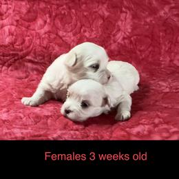 Maltese Puppies from Cozy  Maltese Puppies