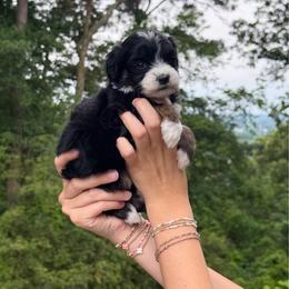 Fiesta - Black tri-color female Assorted Doodle Crosses puppy in Calhoun, Georgia from Happy Top Doodles