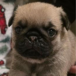 Comet-Brown Collar - Fawn male Pug puppy in New Braunfels, Texas from Kex Pug Haus