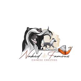 Male 4 - White and black male Chinese Crested puppy in Salt Lake City, Utah from Naked & Famous
