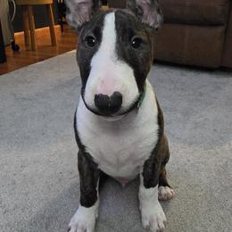 Bull Terrier Puppies from Lynn Hill Bull Terriers
