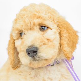 Poodle Puppies from DoodleHaven