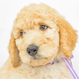Poodle Puppies from DoodleHaven