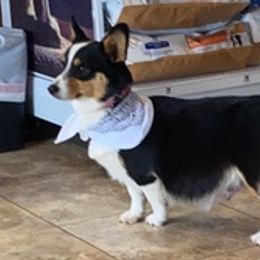 Pembroke Welsh Corgis from Sweet Magnolia Farms