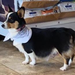Pembroke Welsh Corgis from Sweet Magnolia Farms
