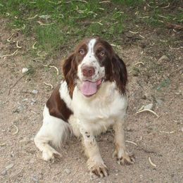 Sally - English Springer Spaniel