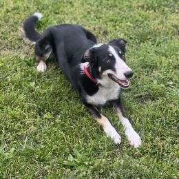 American Corgi and Border Collie Puppies from Duncan's Border Collies and Corgis