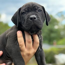 Cane Corso Puppies from TrinityForce Cane Corso
