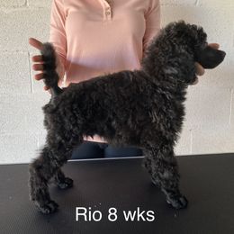 Poodle Puppies from Topsail Breeders