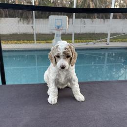 Sapphire (mint collar) - Parti female Poodle puppy in Port Saint Lucie, Florida from Abbott Standard Poodles