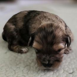 Choc merle male - Chocolate brindle male Havapoo puppy in Medina, Ohio from Momma's Minis