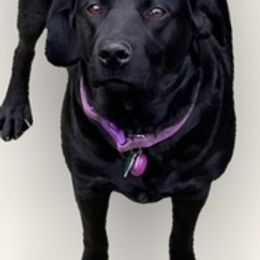 Labrador Retrievers from Maxwell's Family Labradors