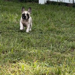 Fawn - Fawn and white female French Bulldog puppy in Port St. Lucie, Florida from Beyond Blessed Breeding