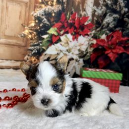 AKC Leo 3500 - Black tan and white male Biewer Terrier puppy in Nicholls, Georgia from Southeast Biewers