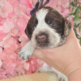 Boy 7 DURIAN - Liver white and roan male English Springer Spaniel puppy in Saginaw, Michigan from Kemerer Springers