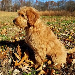 Australian Labradoodle All Grown Up from Cabin Hill Labradoodles