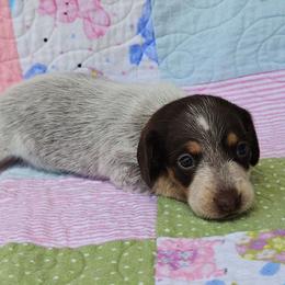 Girl 2 - Piebald female Dachshund puppy in Prattville, Alabama from Bridge Creek Dachshunds