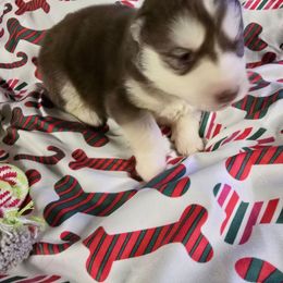 Ember - Red and white female Siberian Husky puppy in Kansas City, Missouri from Anuun's Huskies