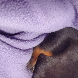 Doberman Pinscher Puppies from Gambler Dobermans