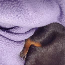 Doberman Pinscher Puppies from Gambler Dobermans