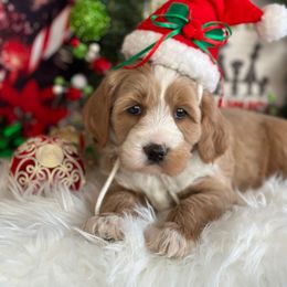 Rocket - Buff and white Cockapoo puppy in Roseville, California from Darby Park Doodles