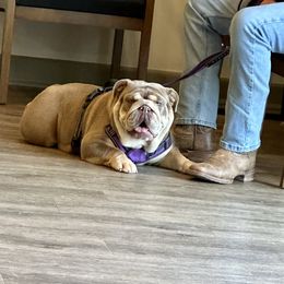 Dolly - Bulldog