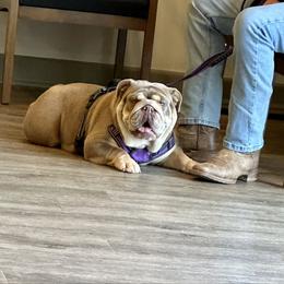 Dolly - Bulldog