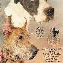 Asti - Great Dane