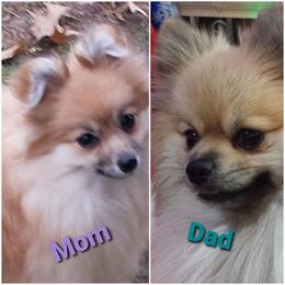 Pomeranian All Grown Up from Pepplers Poms