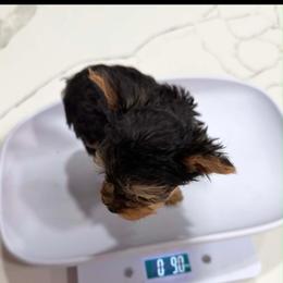 Lilly - Black and tan female Yorkshire Terrier puppy in Navarre, Florida from KAYY services
