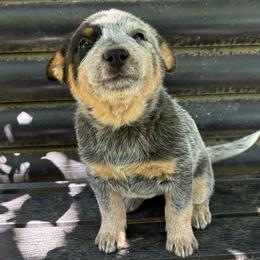 L63-02 - Blue female Australian Cattle Dog puppy in Sheridan, Oregon from 6pk Cattledogs
