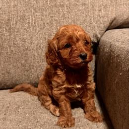 Sunshine - Red female Cavapoo puppy in Kirksville, Missouri from Show Me Poodles Doodles and Cavaliers
