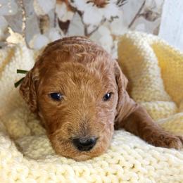 Dalmatian and Poodle Puppies from Reeves Family Standards