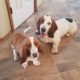 Basset Hounds from Yankee Bassets