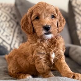 Macy - Red  female Goldendoodle puppy in Maricopa, Arizona from AZ Designer Goldendoodles