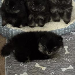 Boy 1 - Black and tan male Pomeranian puppy in Boaz, Alabama from Moody’s Poms